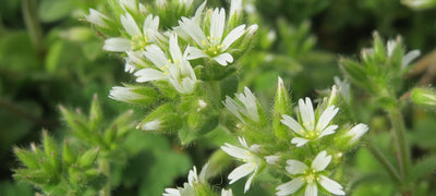 The Top 5 Health Benefits of Chickweed