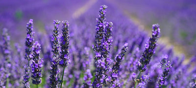 The Top 5 Health Benefits of Lavender