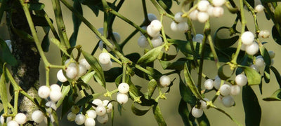 The Top 5 Health Benefits of Mistletoe