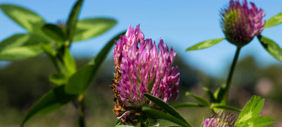 Top 5 Uses for Red Clover